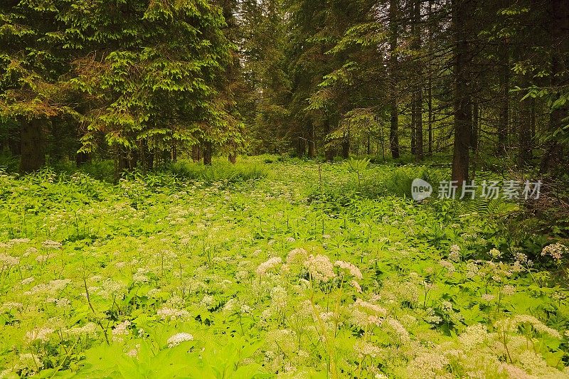 松树绿色高山林地-格局景观，常绿森林，自然格局，树干美丽的自然背景，巴伐利亚阿尔卑斯和蒂罗尔边境-奥地利/德国